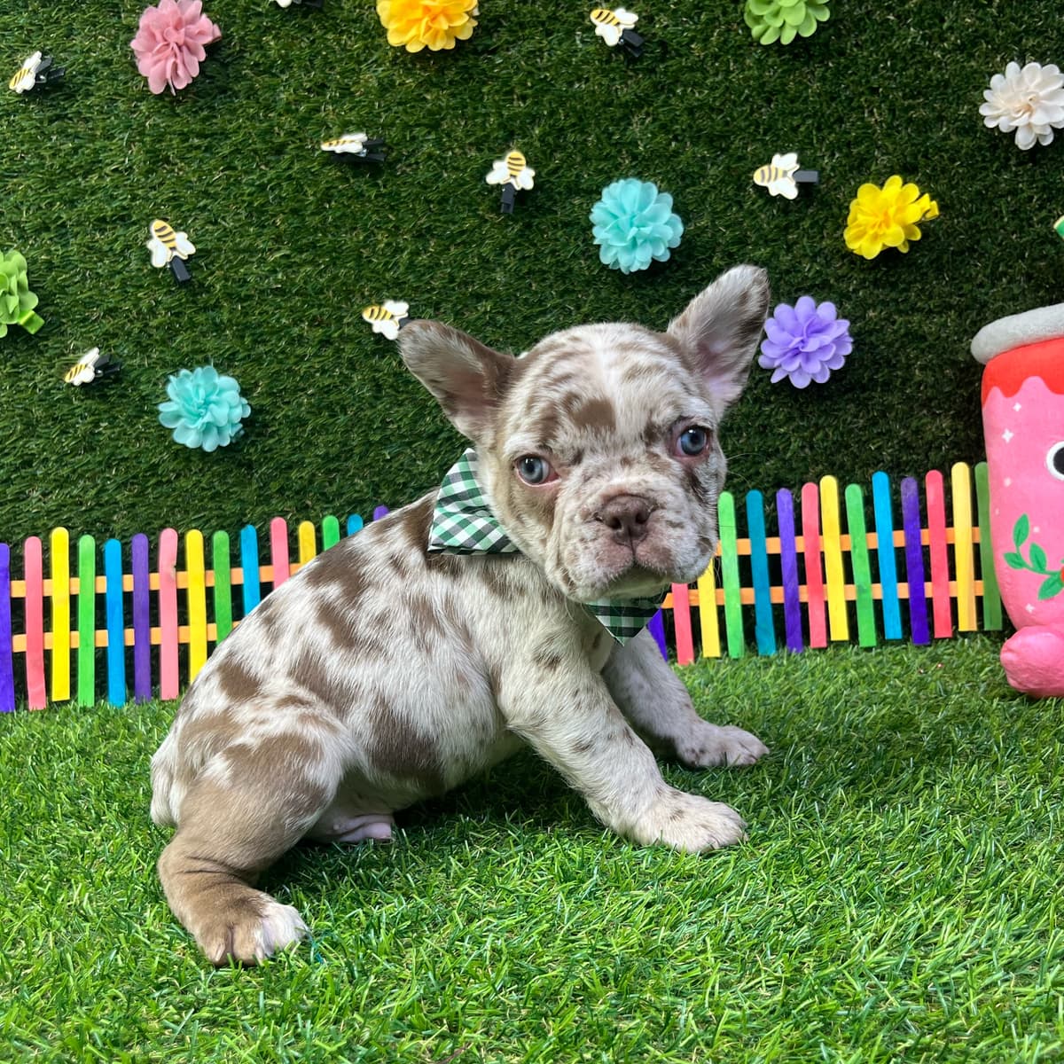 Wiggles - 2