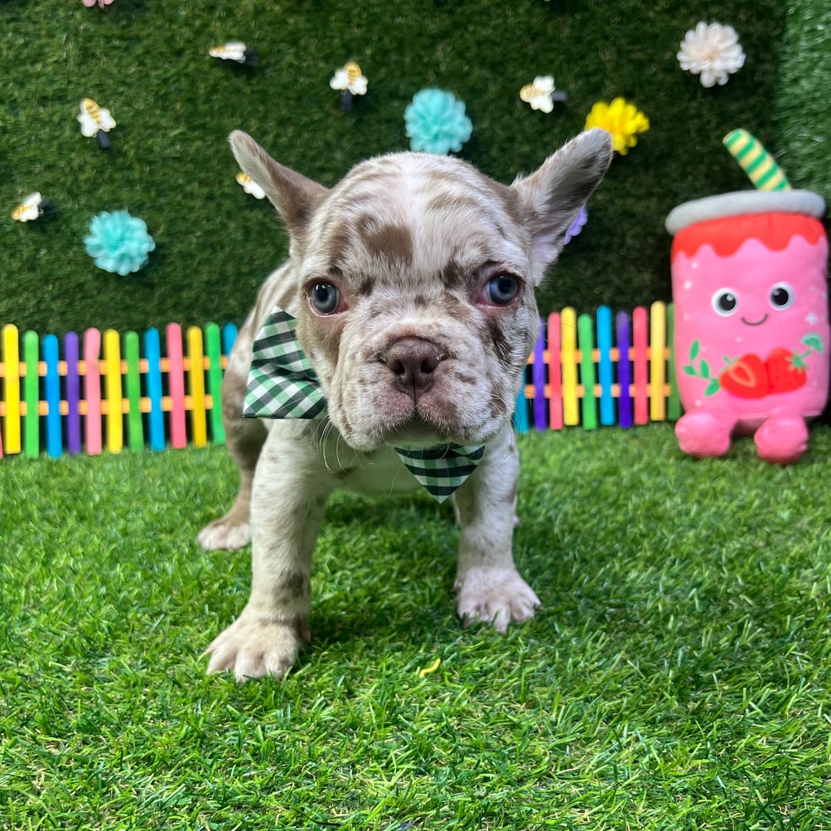 Wiggles - 3