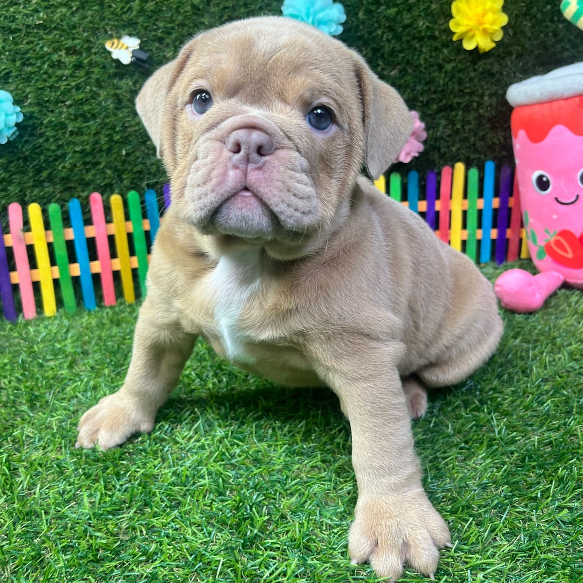 Cookie - 2