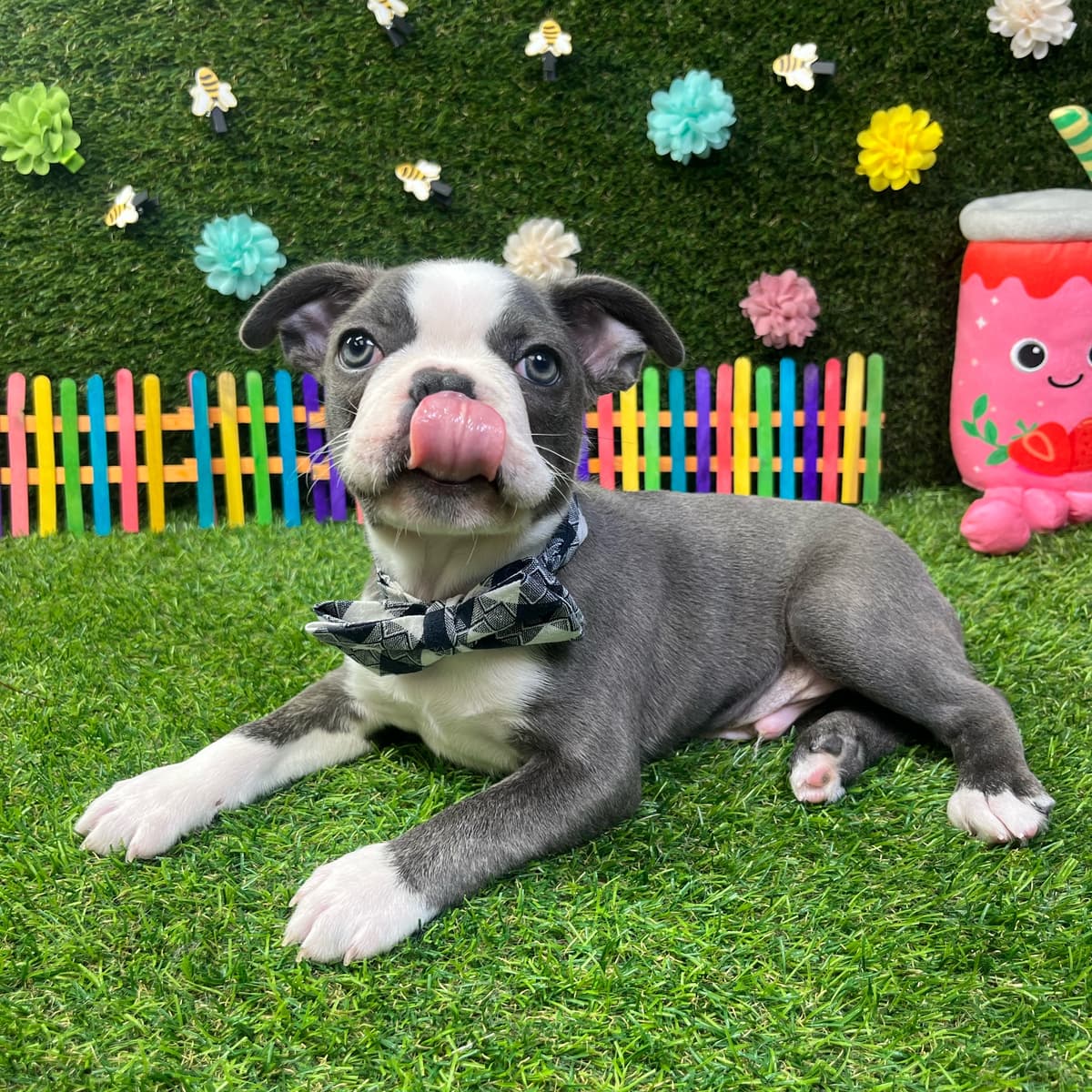 Buster - 2