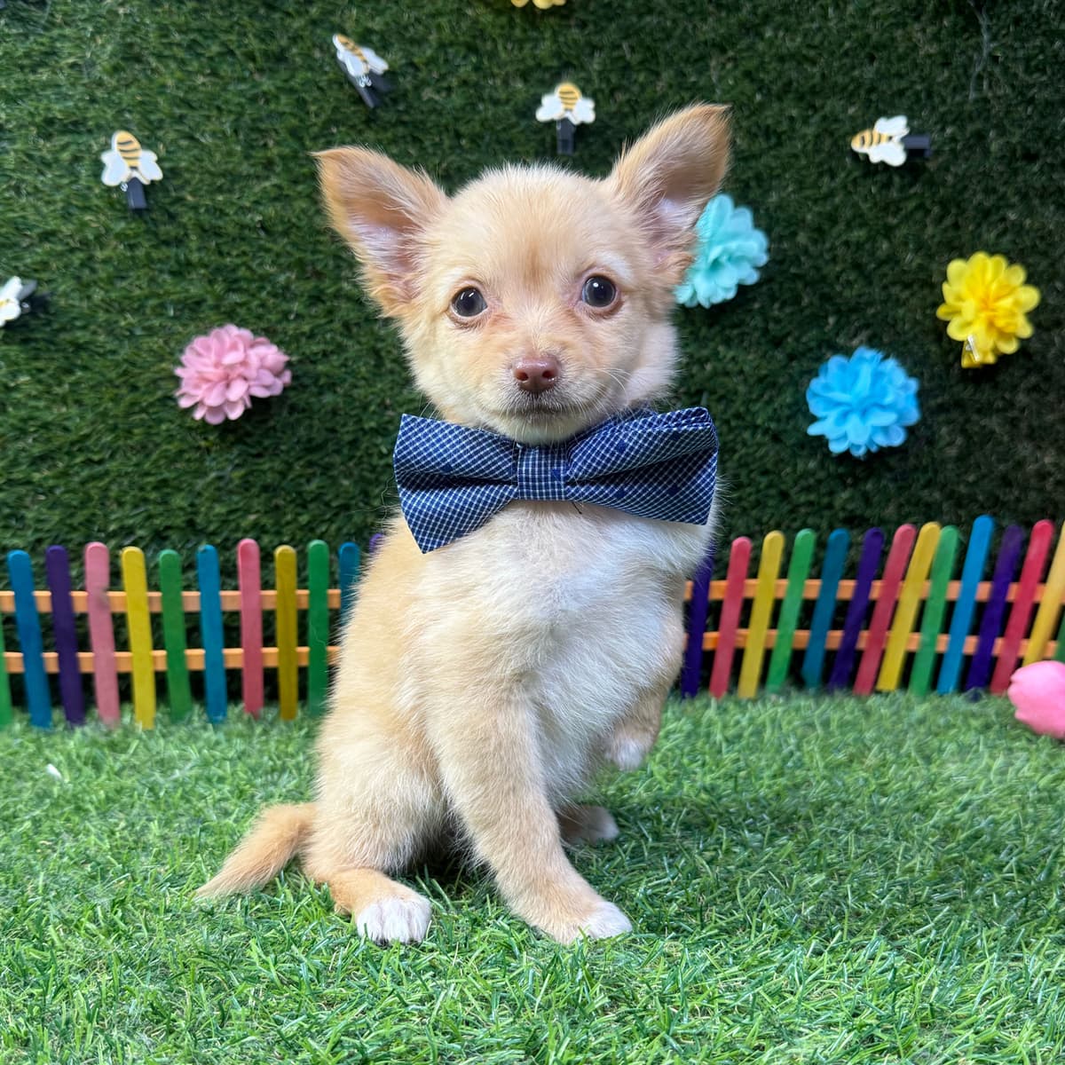 Louie