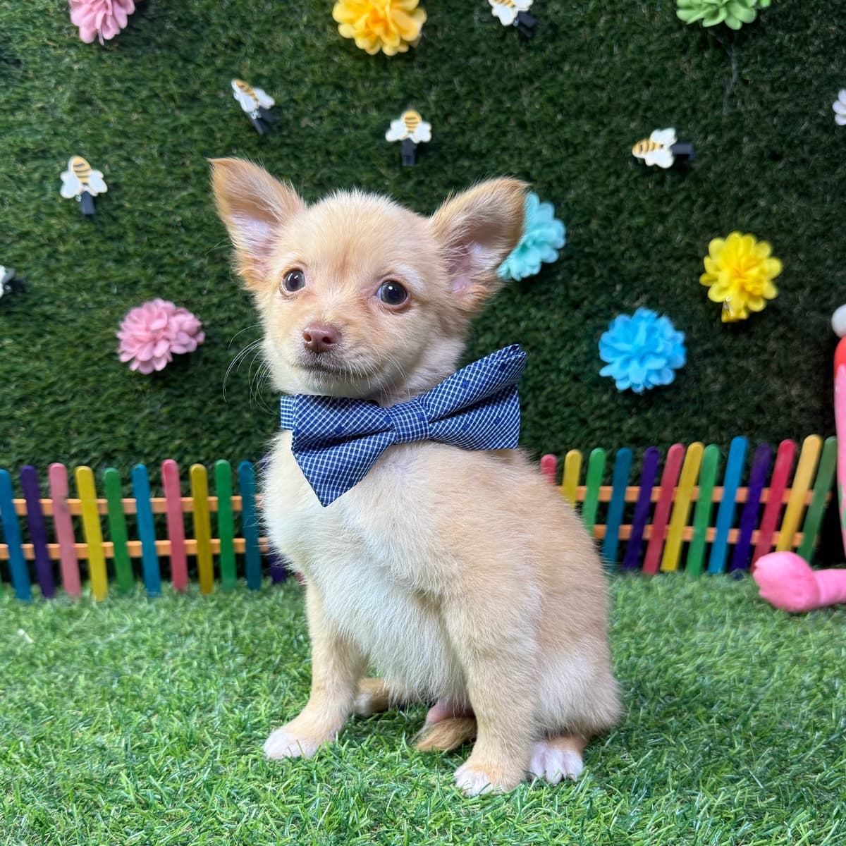 Louie - 2