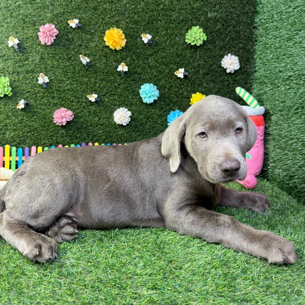 Daisy - 3
