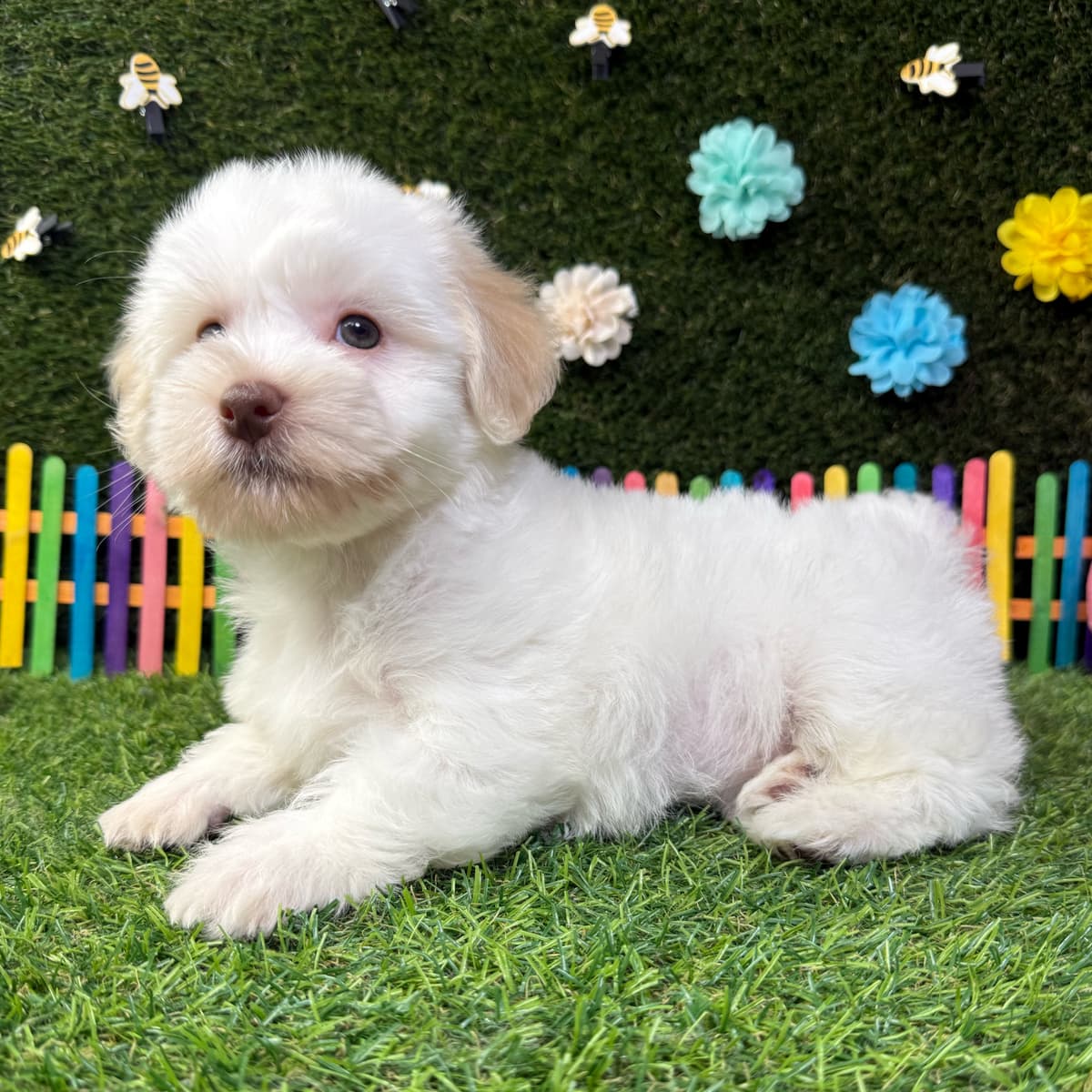 Teddy