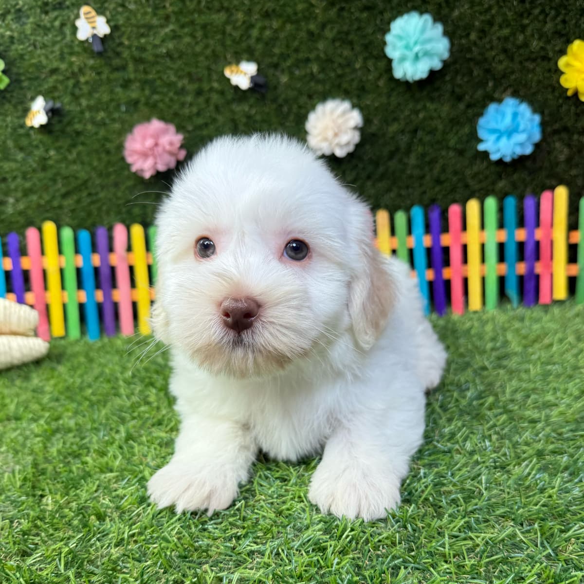 Teddy - 3