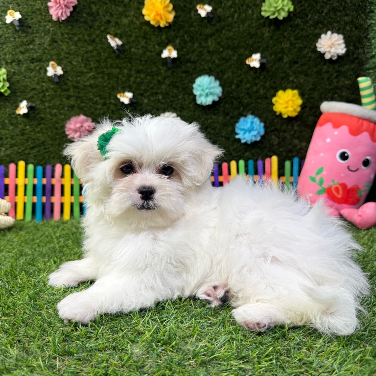 Rosie