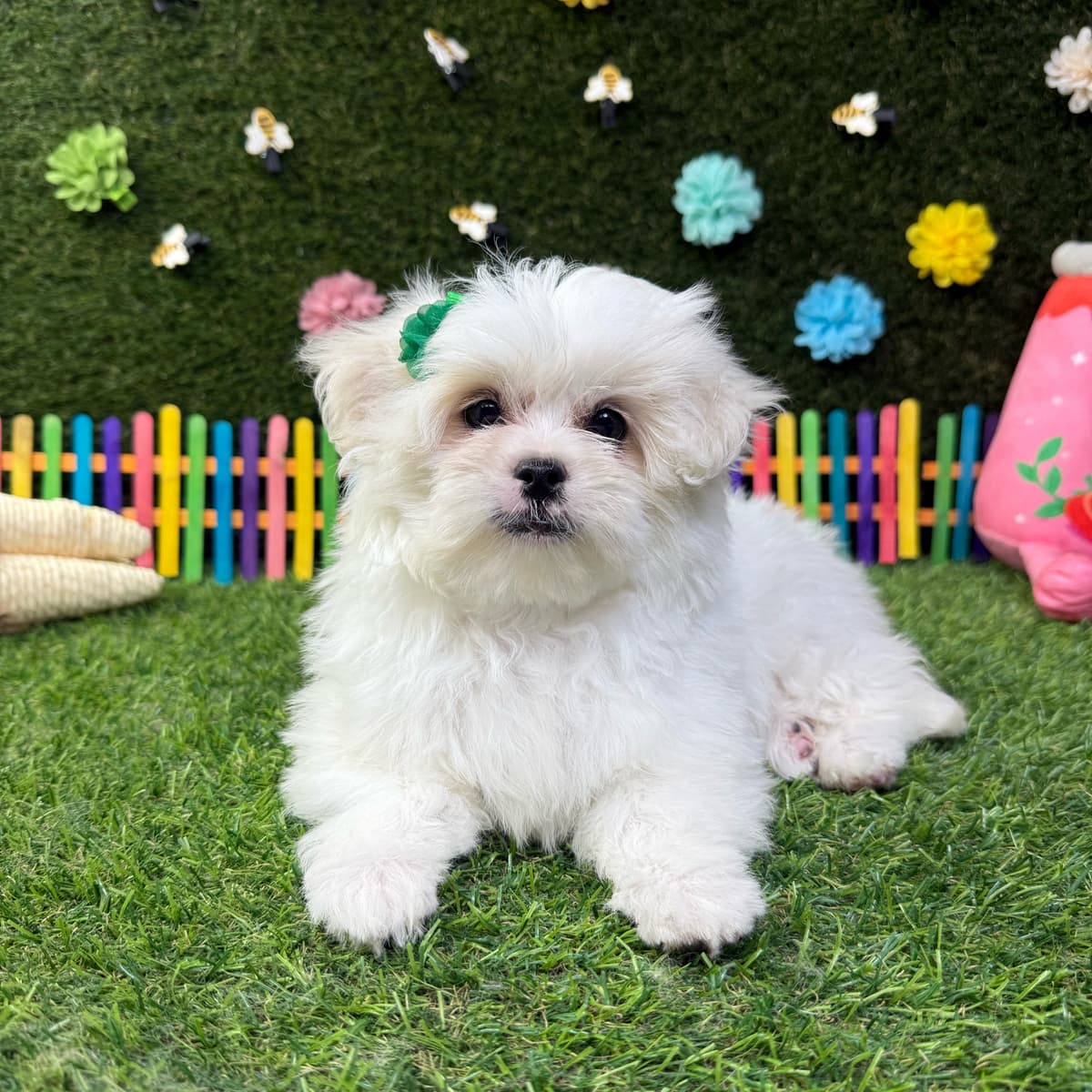 Rosie - 2