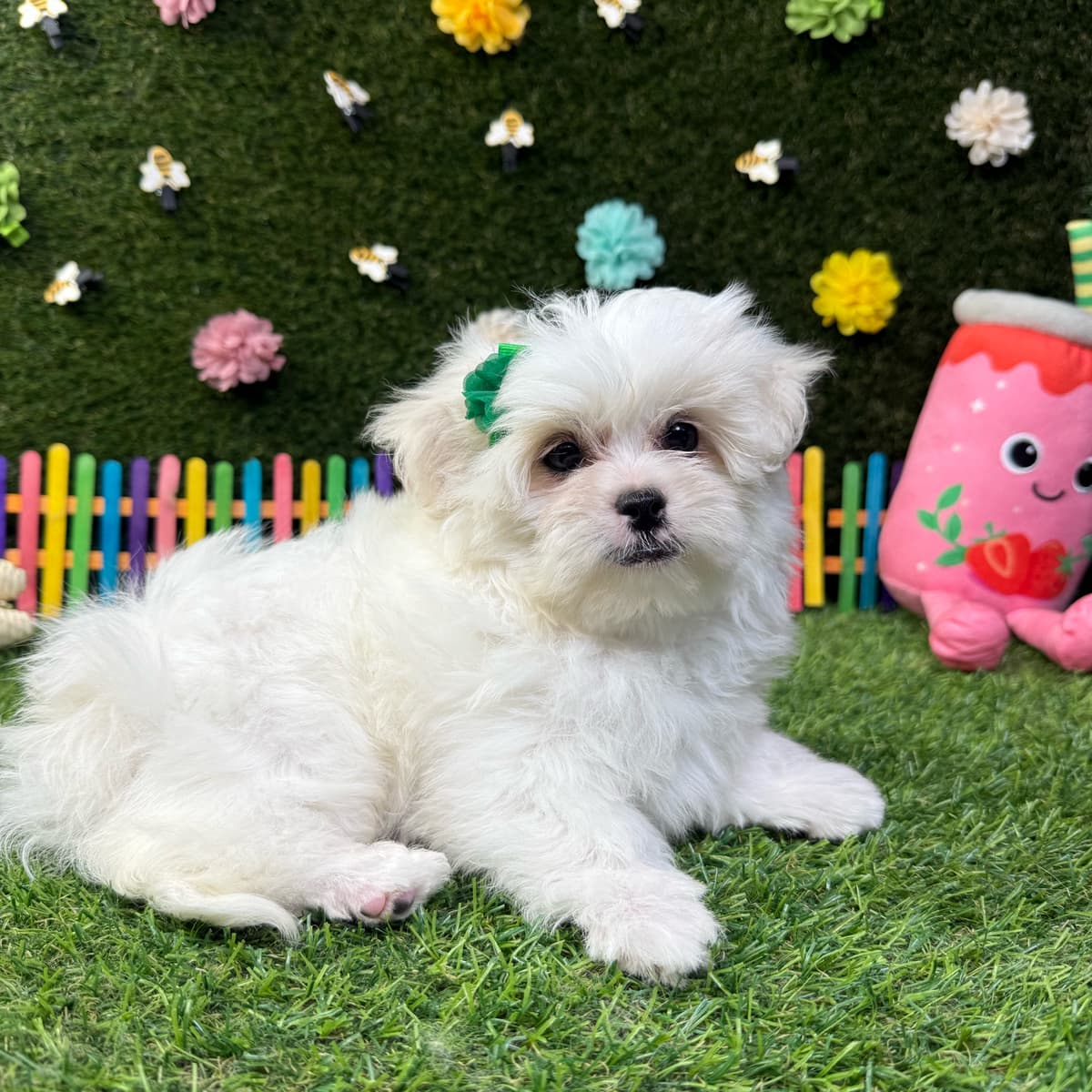 Rosie - 3