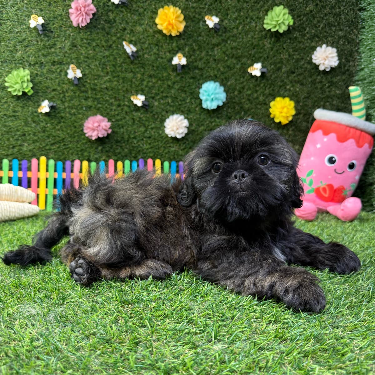 Chewie