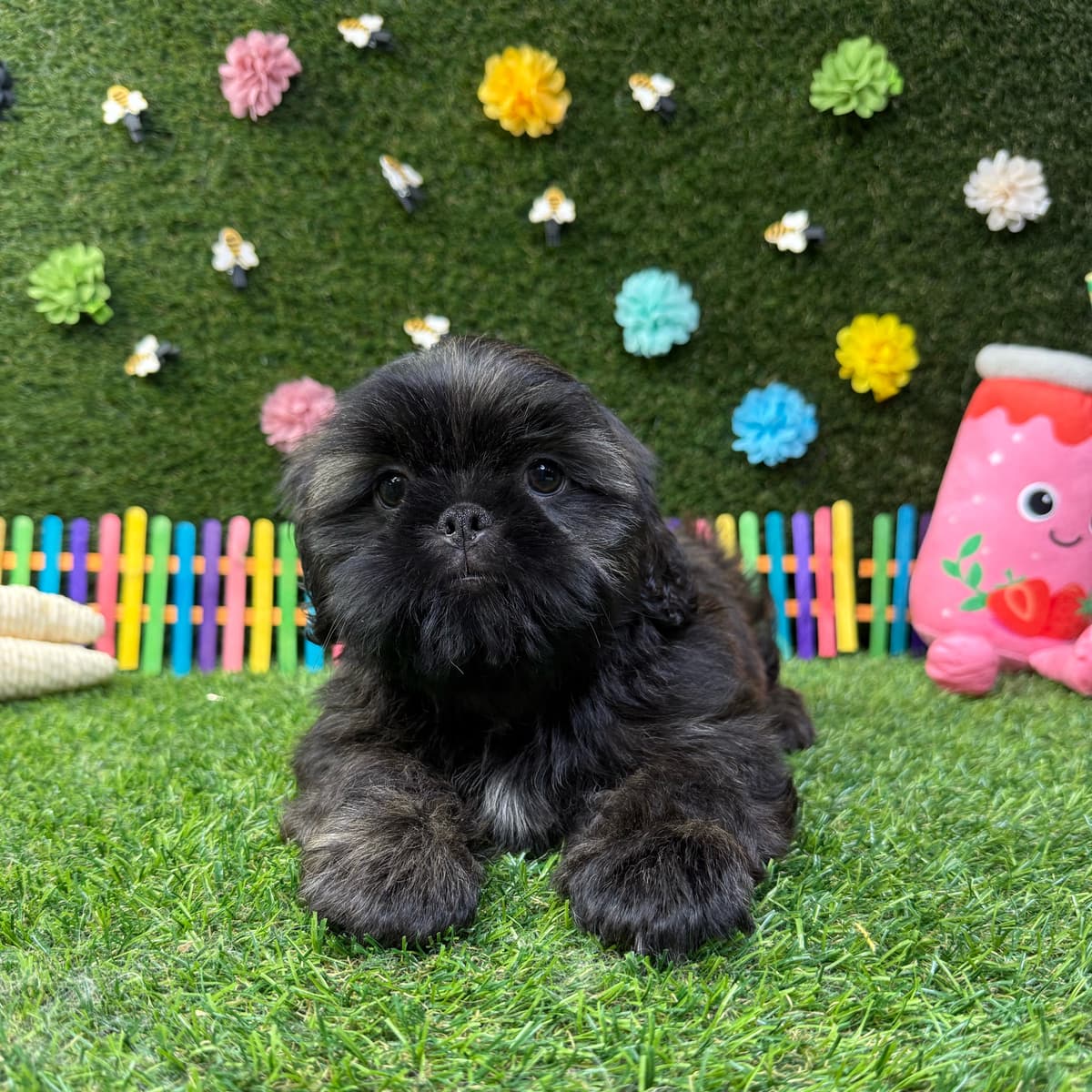 Chewie - 2