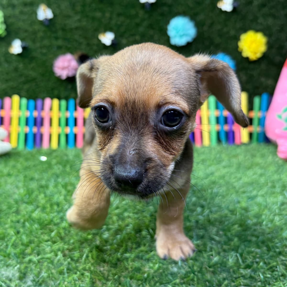 Chico - 3